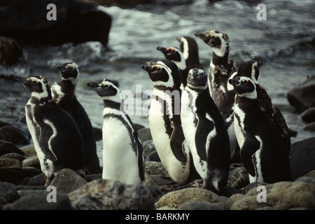 Gli uccelli;pinguini;Magellanic Penguin;'Sphenscus magelanicus';uccelli nel punto Tombo Colony.Argentina. Foto Stock