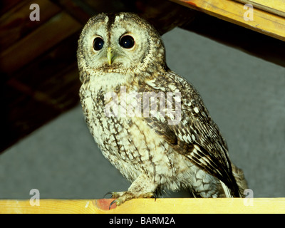 Gli uccelli;gufi;Allocco;'Strix aluco"; adulto in piedi su una trave in un granaio. Foto Stock