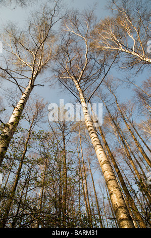 Sfrondato alti alberi di betulla con corteccia bianco sul cielo blu Foto Stock