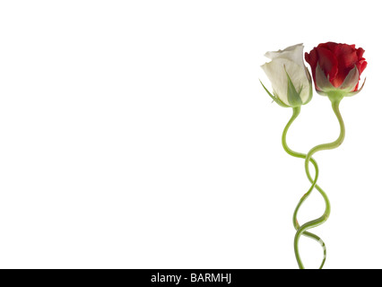 Due rose insieme isolato su bianco percorso di clipping incluso Foto Stock