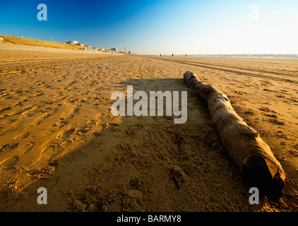 Driftwood sulla spiaggia nei Paesi Bassi Foto Stock