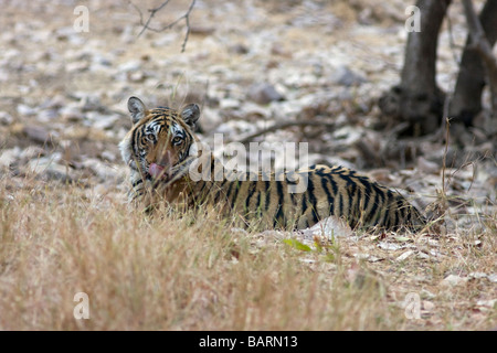 Una tigre leccare dentro il camuffamento a Ranthambore riserva della tigre, India. ( Panthera Tigris ) Foto Stock