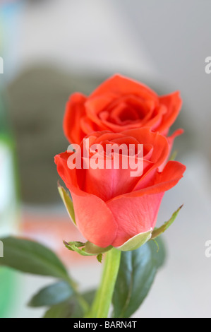 Bella rosa rossa Foto Stock