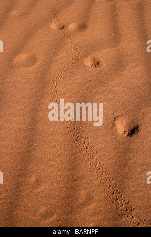 Le tracce degli animali di Tok-tokkie coleotteri e Gemsbok attraverso sabbia ondulata, Sossusvlei, Namibia, Africa Foto Stock