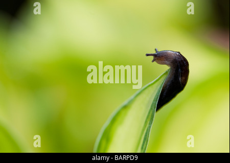 Tiny slug su hosta foglia in un giardino inglese. Regno Unito Foto Stock