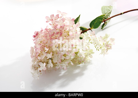 Ortensia (Hydrangea paniculata) Foto Stock