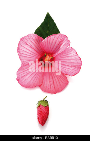 Rose mallow (Hibiscus moscheutos) Foto Stock