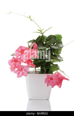 Mandevilla fiori (Dipladenia) Foto Stock