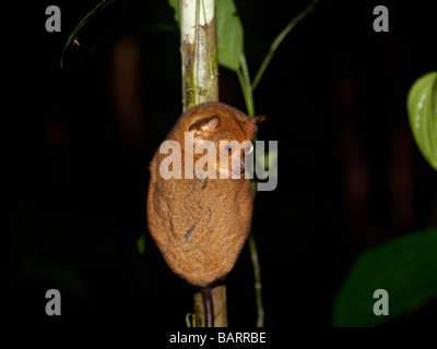 Tarsier occidentale Foto Stock