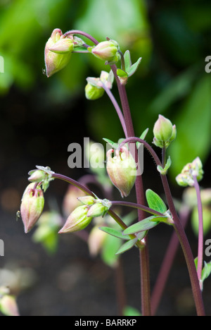 Aquilegia Ranunculaceae, aquilegia alpina, nonna cofano, rosa, Immagine ravvicinata di gemme inizio per aprire