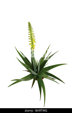 Fioritura Aloe vera pianta Foto Stock