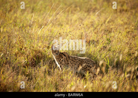 Serval in erba lunga nel Serengeti Foto Stock