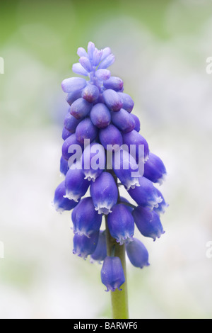 Giardino uva-muscari Muscari armeniacum Foto Stock