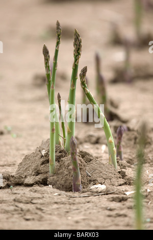 Asparagi Foto Stock