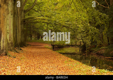 Un percorso attraverso il bosco in autunno Foto Stock