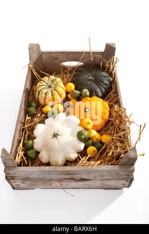 Festival-zucca (Cucurbita pepo) e pattypan squash Foto Stock