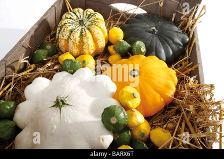 Festival-zucca (Cucurbita pepo) e Pattypan Squash Foto Stock