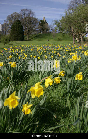 Città di Bristol, Inghilterra. Vista di Yellow Daffodils in Brandon Hill Park con Cabot Tower del fondo in lontananza. Foto Stock