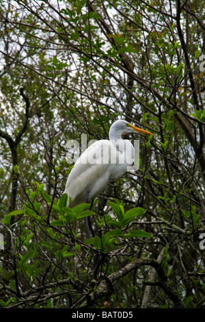 L'Airone bianco maggiore in Florida il Parco Nazionale Everglades, STATI UNITI D'AMERICA Foto Stock