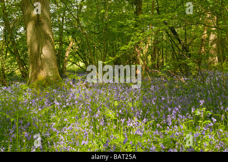 Fiori Bluebells tra la molla in legno Felland bosco ceduo Reigate Surrey campagna Foto Stock