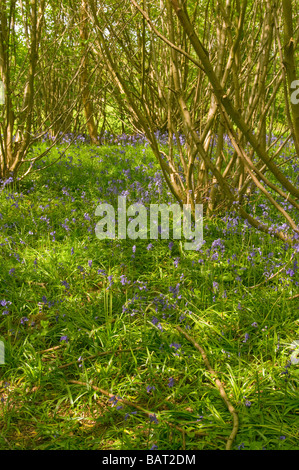 La molla Bluebells tra i boschi cedui Felland Reigate Surrey Campagna Foto Stock