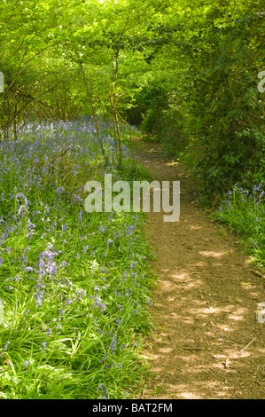 Sentiero attraverso il Bluebells tra i boschi cedui Felland Reigate Surrey inglese britannico CAMPAGNA DEL REGNO UNITO Foto Stock