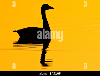 Un lone Canada Goose nuota in mattina presto golden acqua. Foto Stock