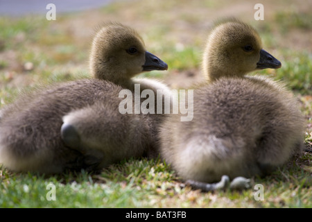 Una coppia di goslings graylag sedersi insieme guardando a destra sulla banca del fiume Ouse in York, North Yorkshire. Foto Stock