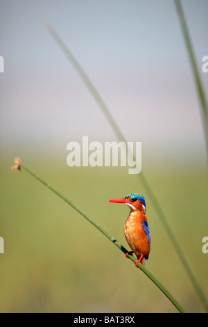 La Malachite Kingfisher (Alcedo cristata) su canne al Lago di Awasa in Etiopia Foto Stock