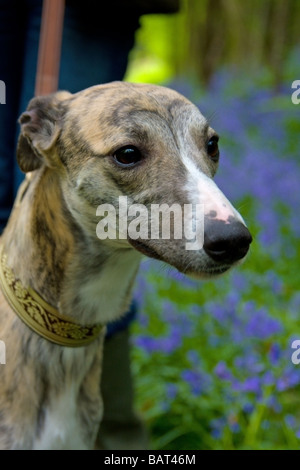 Il whippet cane preso per una passeggiata attraverso la ferrovia Bluebell coperti di boschi in Kent campagna vicino a Westerham Foto Stock