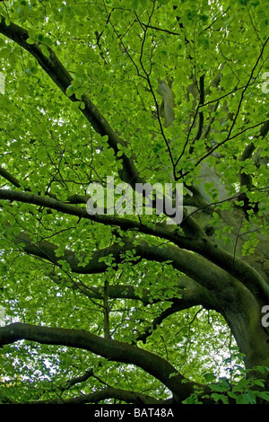 Colore verde brillante foglie e rami forti su un albero in un bosco vicino a Westerham, Kent nella campagna britannica Foto Stock