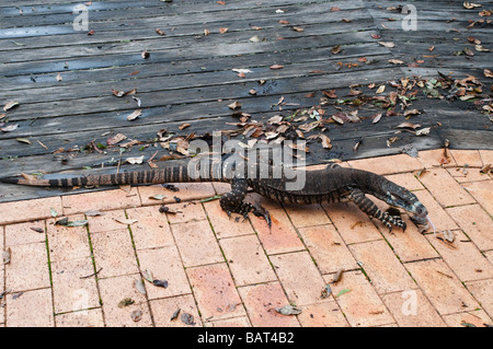 Monitor di merletto o Pizzo Goanna lucertola Dorrigo National Park NSW Australia Foto Stock