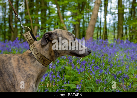 Il whippet cane preso per una molla a piedi attraverso bluebell coperti di boschi in Kent campagna vicino a Westerham Foto Stock