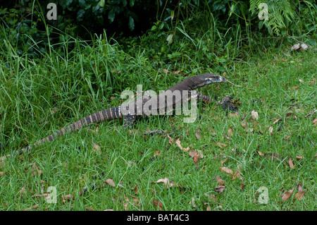 Monitor di merletto o Pizzo Goanna lucertola Dorrigo National Park NSW Australia Foto Stock