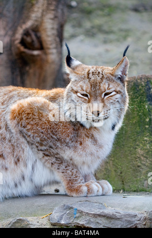 Ritratto di un linx nella natura Foto Stock