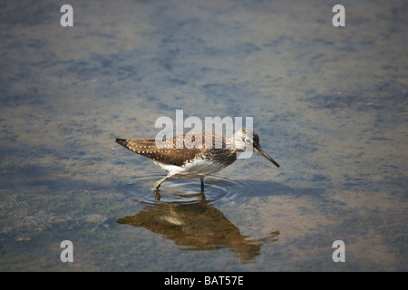 Gli uccelli;Waders;Wood Sandpiper;"Tringa glareola"; adulto a piedi in acqua poco profonda. Foto Stock