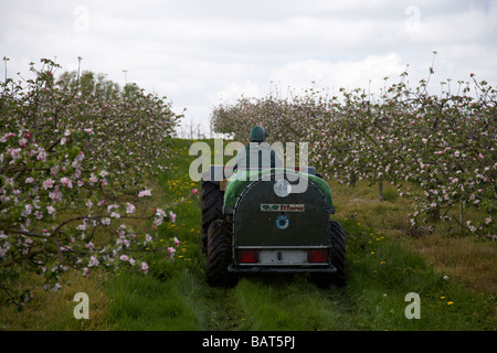 Agricoltore la spruzzatura di meli con pesticidi durante la fioritura di apple in bramley apple orchard nella contea di Armagh nell'Irlanda del Nord Regno Unito Foto Stock