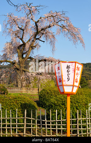 Il ciliegio piangente di Gion (piantato nel 1949) è il punto di riferimento e un importante punto d'incontro durante la stagione dei fiori di ciliegio nel Parco Maruyama, Kyoto JP Foto Stock