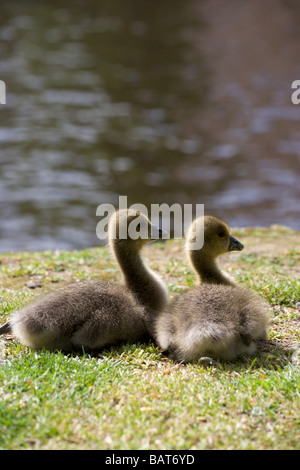 Una coppia di goslings graylag sedersi insieme guardando a destra sulla banca del fiume Ouse in York, North Yorkshire. Foto Stock