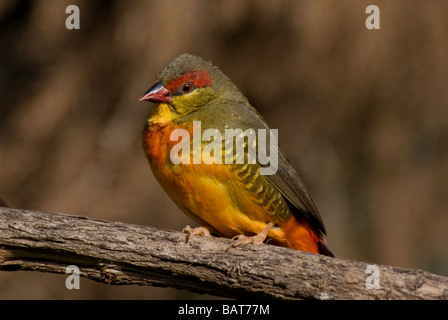 Zebra Waxbill Finch "Amandava subflava', maschio Foto Stock