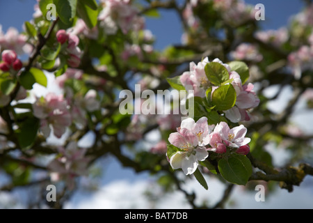 Apple blossoms in bramley apple orchard nella contea di Armagh nell'Irlanda del Nord Regno Unito Foto Stock