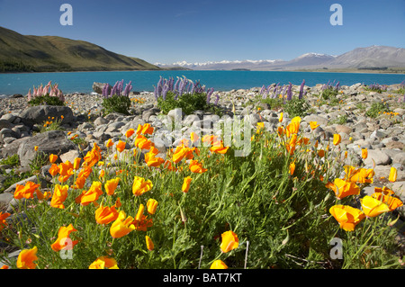 Fiori di campo Papavero californiano Eschscholzia califorica Lago Tekapo Mackenzie paese Isola del Sud della Nuova Zelanda Foto Stock