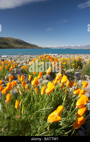 Fiori di campo Papavero californiano Eschscholzia califorica Lago Tekapo Mackenzie paese Isola del Sud della Nuova Zelanda Foto Stock