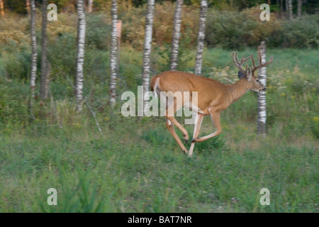 White-tailed buck Foto Stock