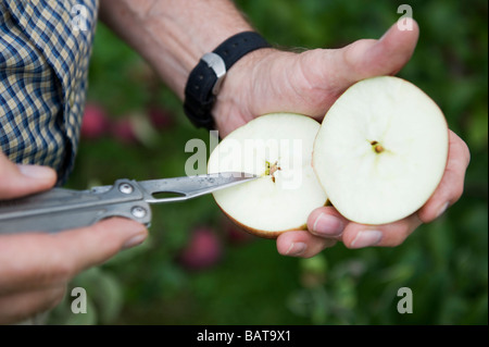 Un agricoltore tagli un Apple a metà per mostrare è succosa interni. Foto Stock