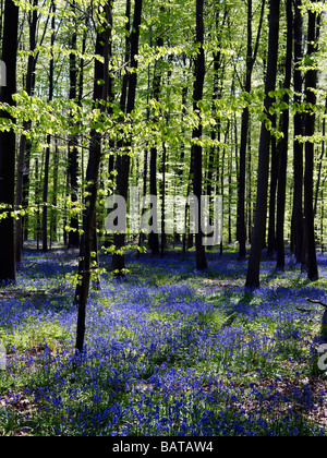 Blue Bell fiori in un bosco vicino a Hallerbos,Belgio Foto Stock