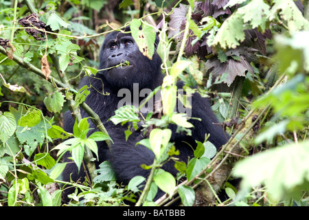 Un gruppo di Nkuringo gorilla di montagna alimentazione sulla vegetazione Foto Stock