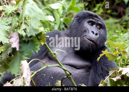 Un gruppo di Nkuringo gorilla di montagna alimentazione sulla vegetazione Foto Stock