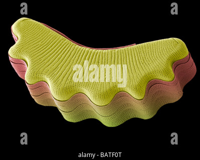 Diatomea, colorata di microfotografia electron scansione (SEM). Le diatomee sono un gruppo importante di eukaryoticalgae. Foto Stock