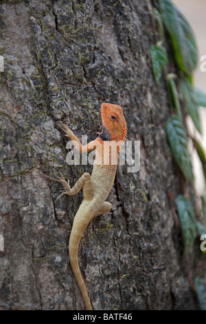 Orange lizard Lucertola di Lava Microlophus albemarlensis sul tronco di albero Chitwan il parco nazionale.Il Nepal in Asia. 93394 verticale Nepal-lizzard Foto Stock